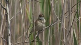 Video of Paddyfield Warbler - Singing Paddyfield Warbler near to the lake